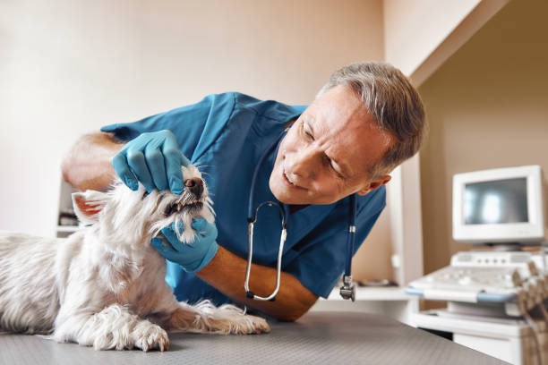 Best Emergency Wisdom Teeth Removal in St George, KS
